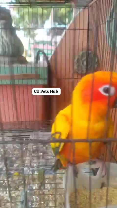 Sun Conure, farm video