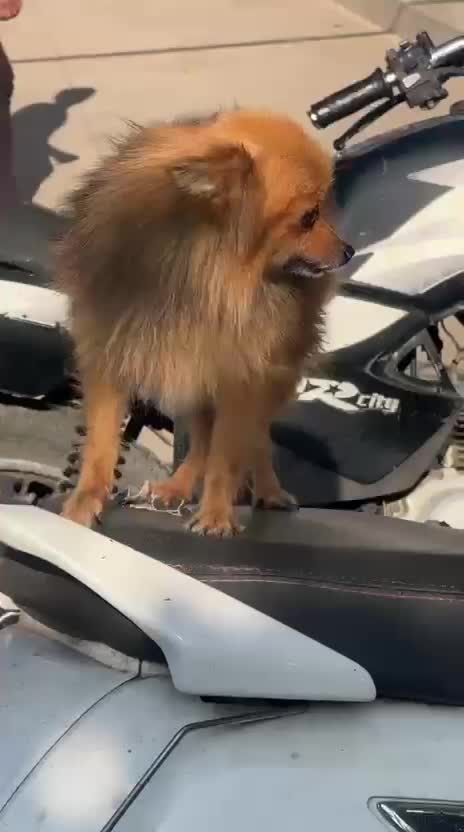 Pomeranian Puppy, farm video