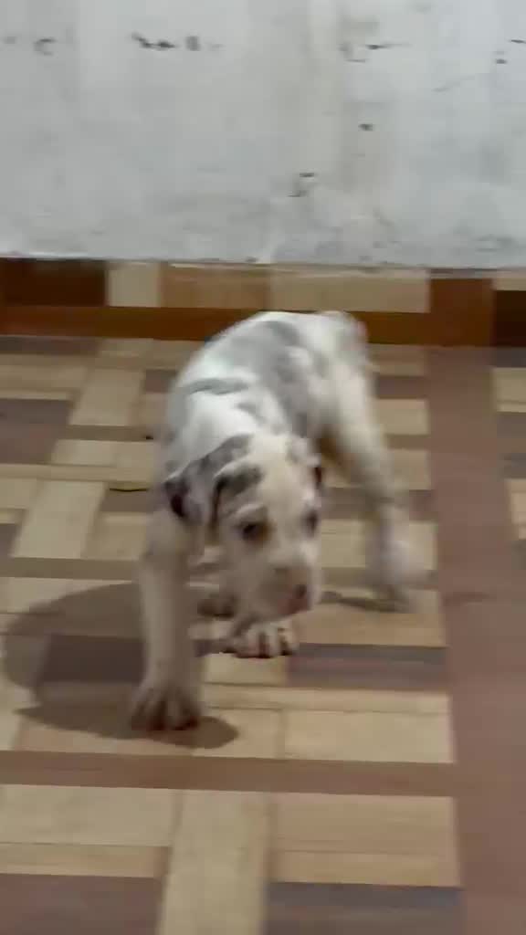 Great Dane Puppy, farm video
