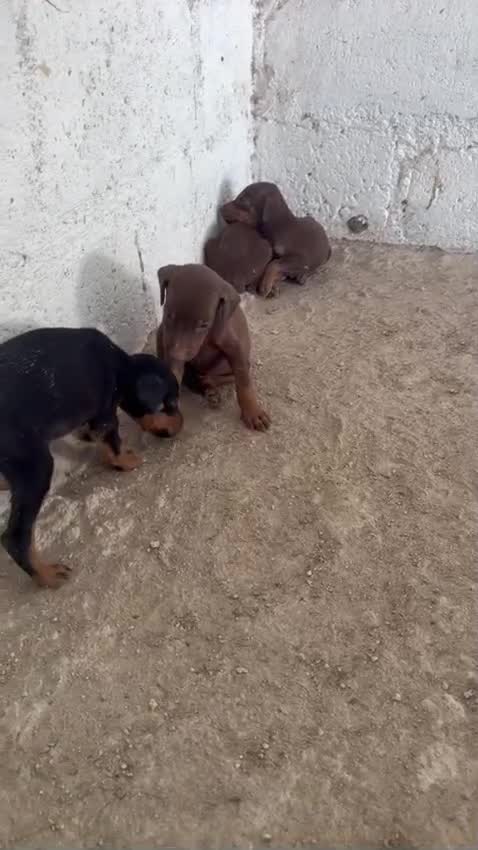 European Doberman Puppy, farm video