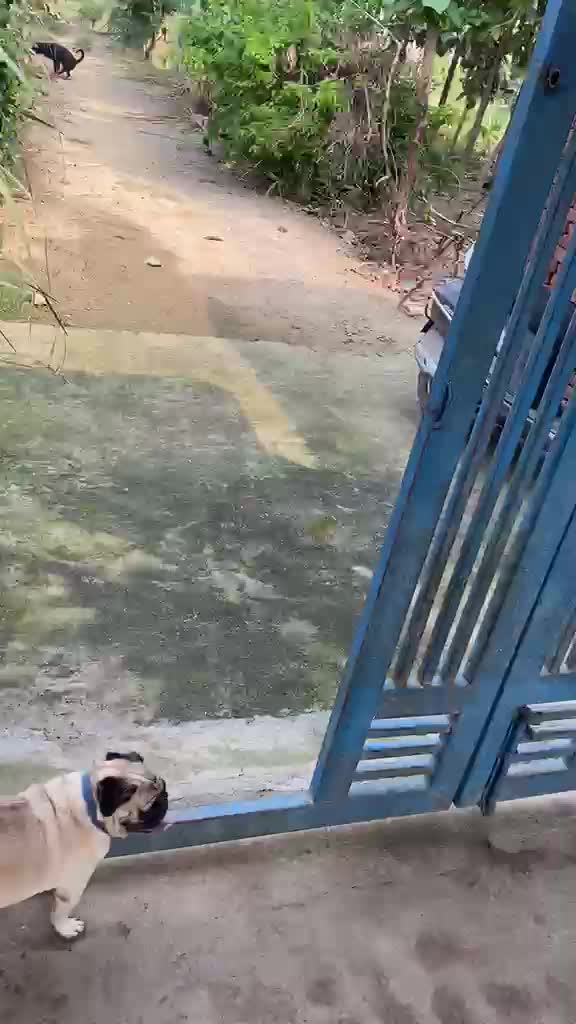German Shepherd Puppy, farm video
