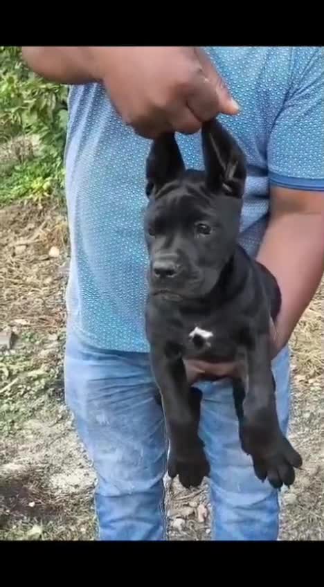 Cane Corso Puppy, farm video