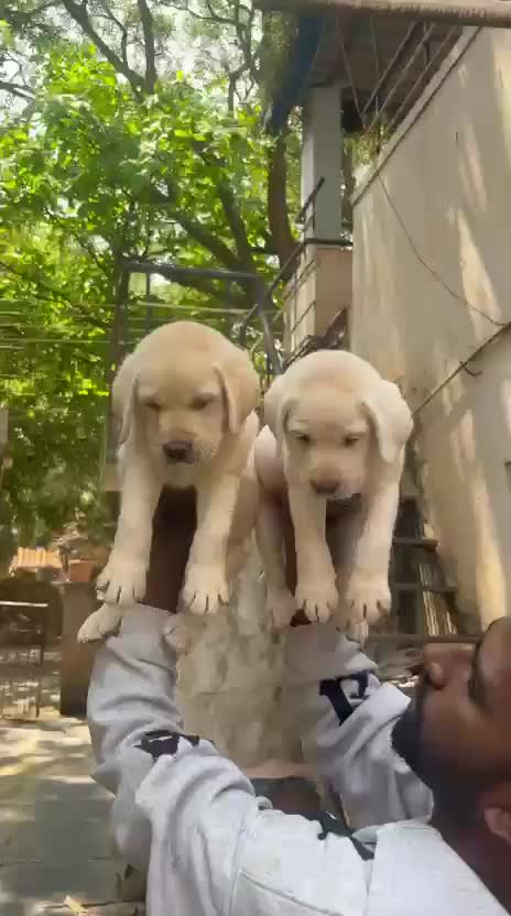 Beagle Black & Tan Puppy, farm video