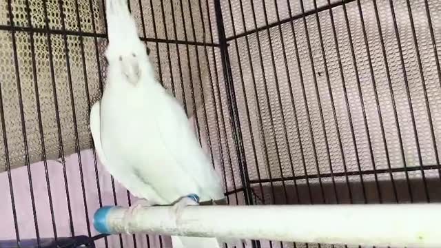 Cockatiel, farm video