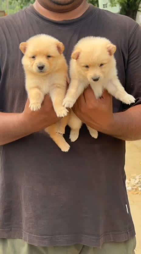 Pomeranian Puppy | Black Color, farm video