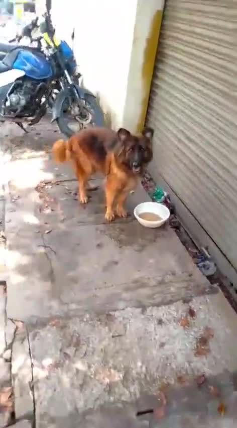 German Shepherd Puppy, farm video