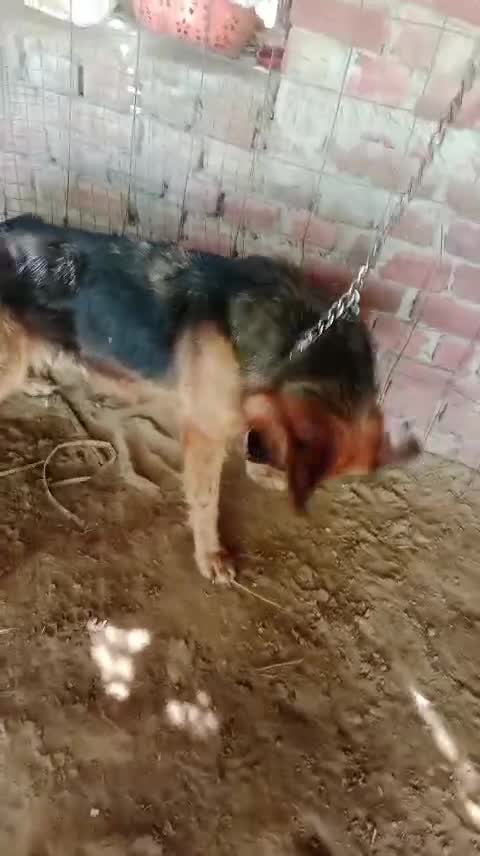 German Shepherd Puppy, farm video