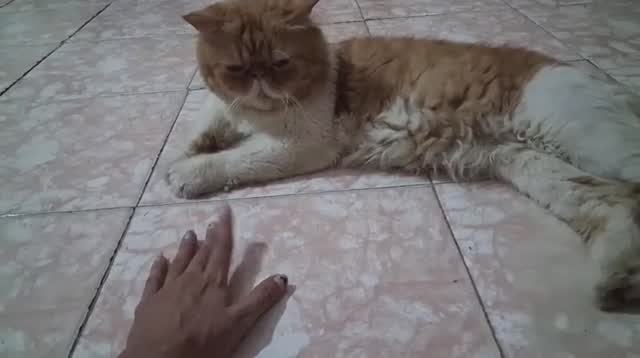 Doll Face Persian Kitten, farm video