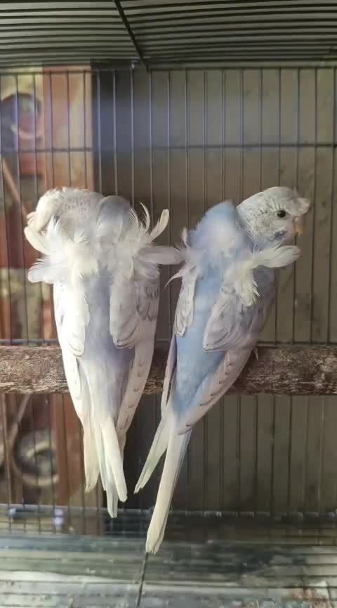 Hogoromo Budgies, farm video