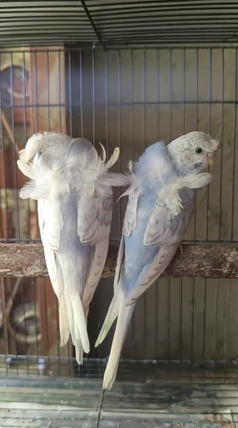Hogoromo Budgies, farm video