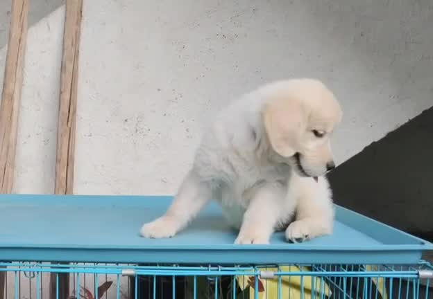Golden Retriever, farm video