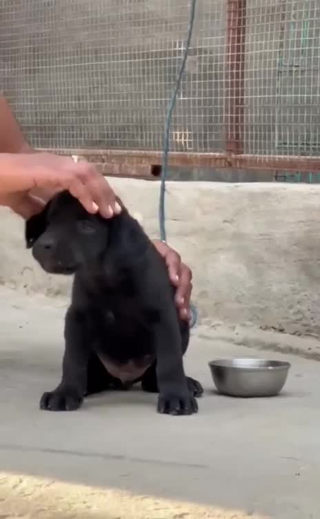 Beagle Black & Tan Puppy, farm video