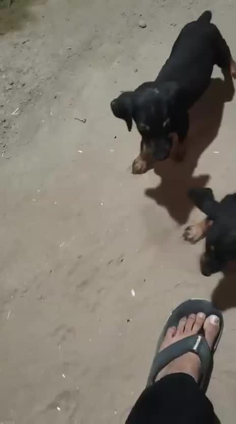 European Doberman Puppy, farm video