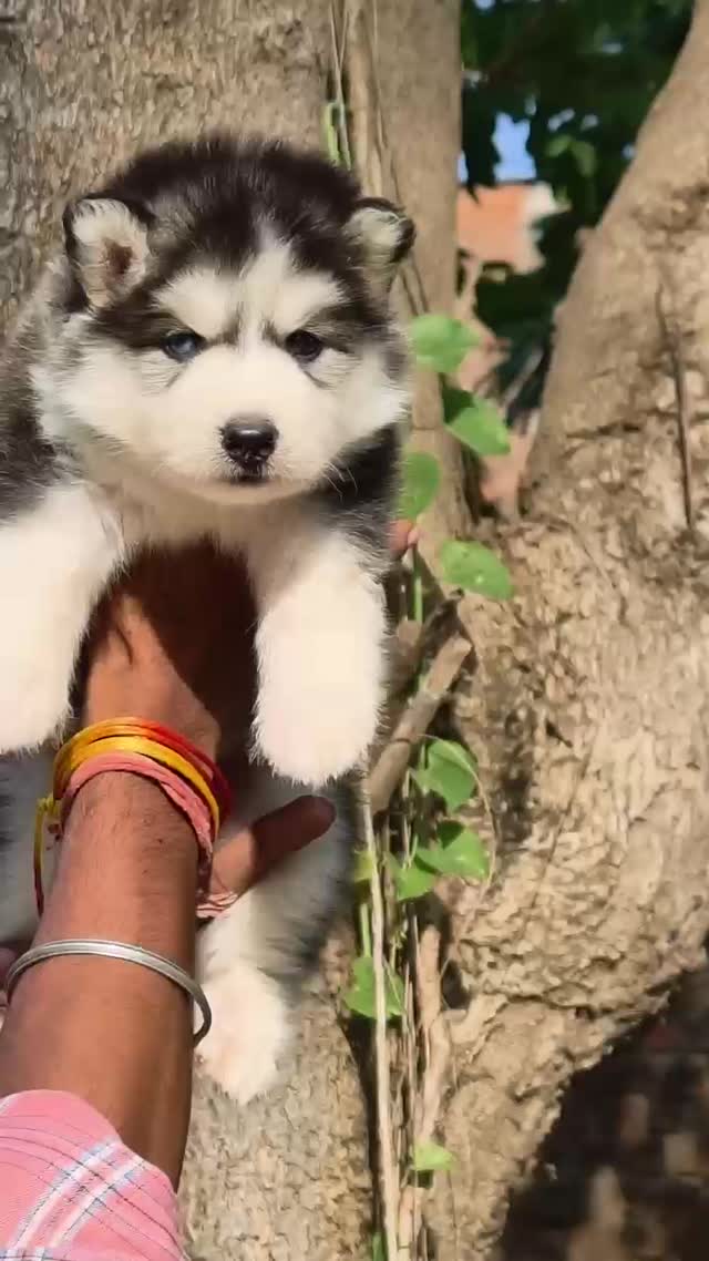 Siberian Husky Puppy | White Color, farm video