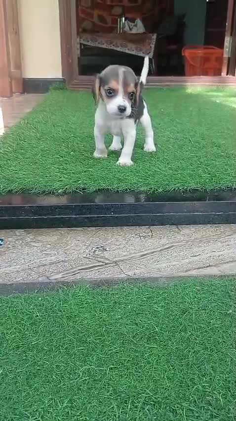 Beagle Black & Tan Puppy, farm video