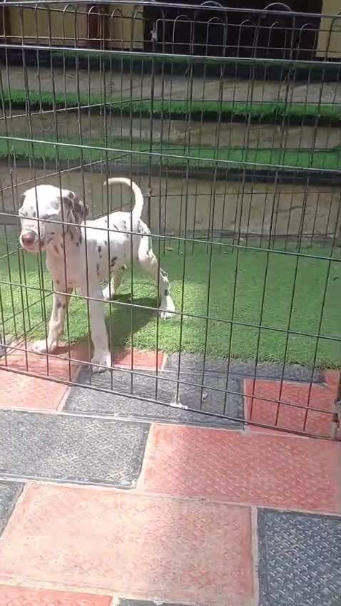 Dalmatian Puppy, farm video