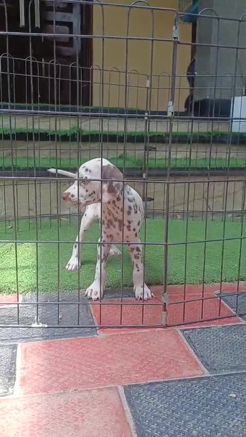 Dalmatian Puppy, farm video