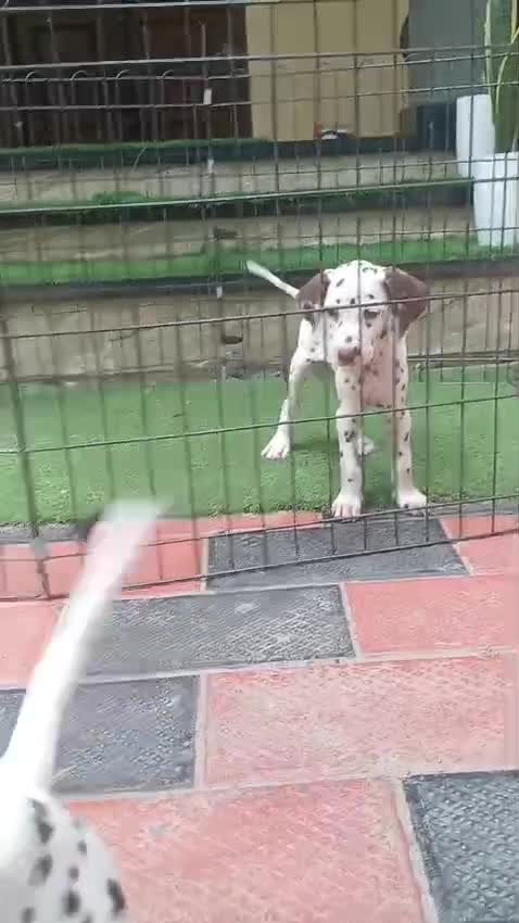 Dalmatian Puppy, farm video