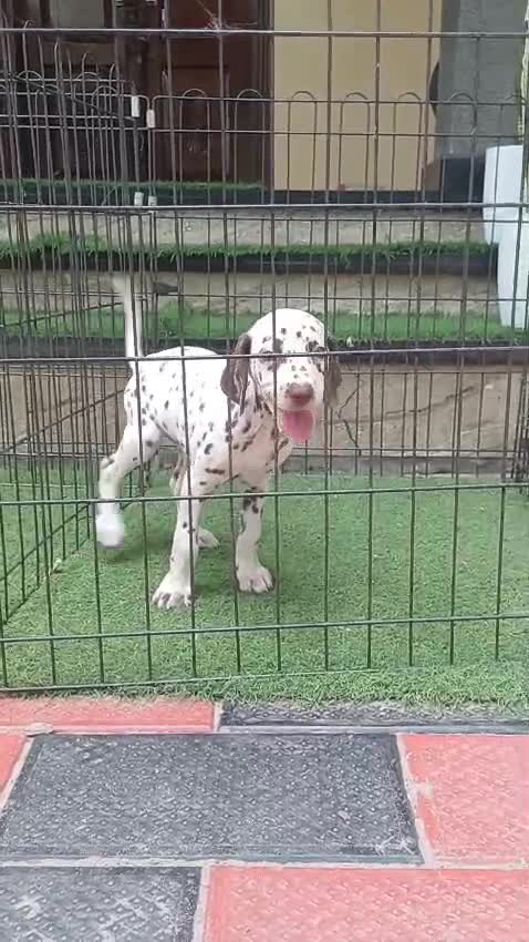 Dalmatian Puppy, farm video