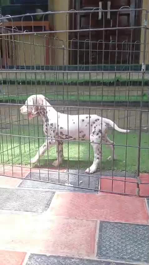 Dalmatian Puppy | Black Dots, farm video