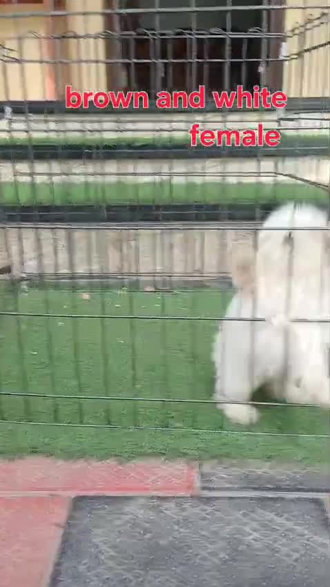Shih Tzu | Black Color, farm video