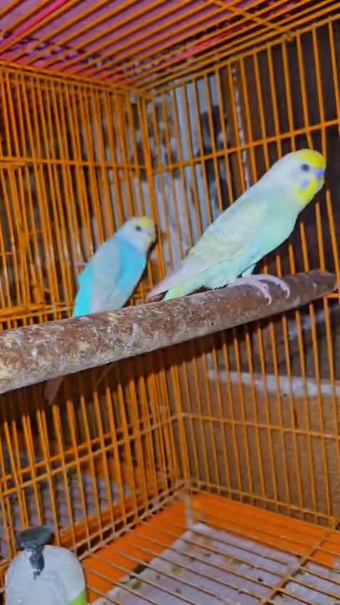Budgies, farm video