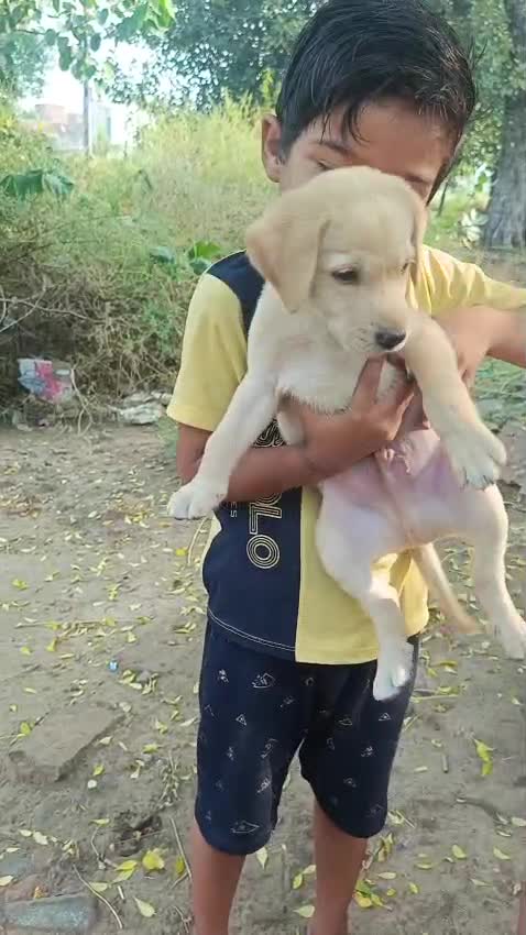 Beagle Black & Tan Puppy, farm video