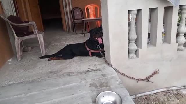 Rottweiler Puppy, farm video