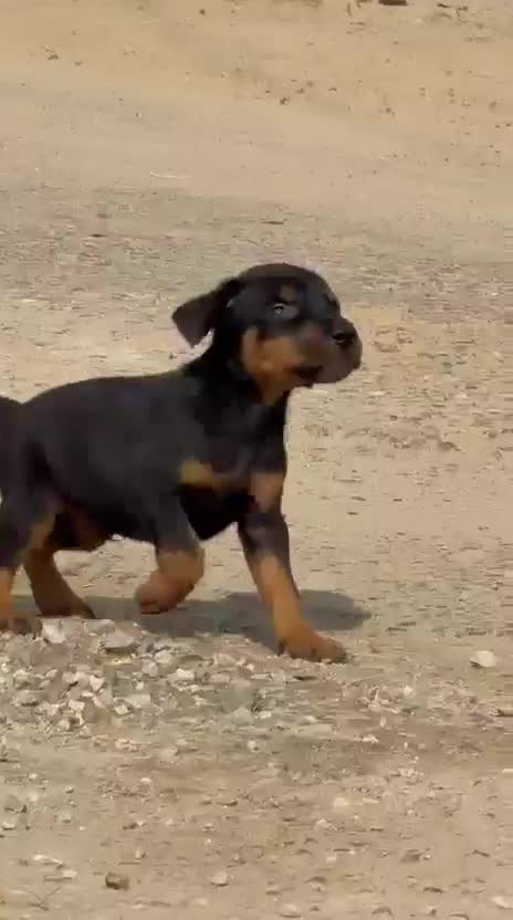 European Doberman Puppy, farm video