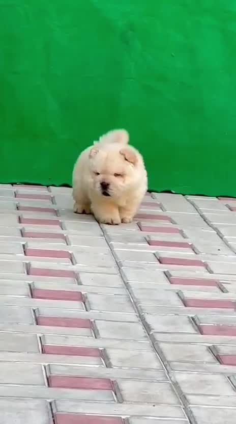 Chow Chow Puppy | Cream Color, farm video