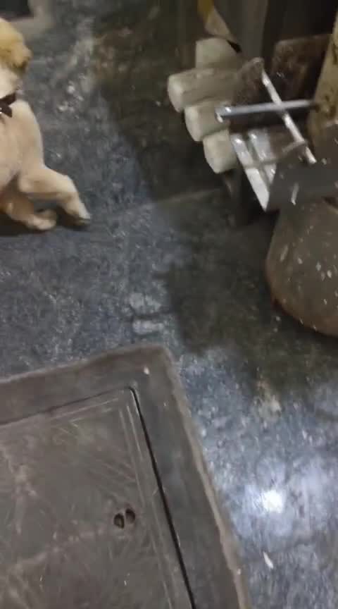Golden Retriever, farm video