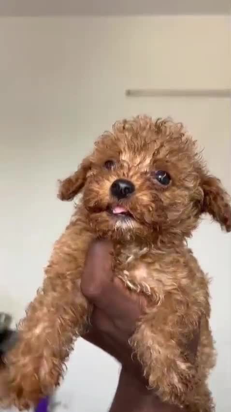 Toy Poodle Puppy, farm video