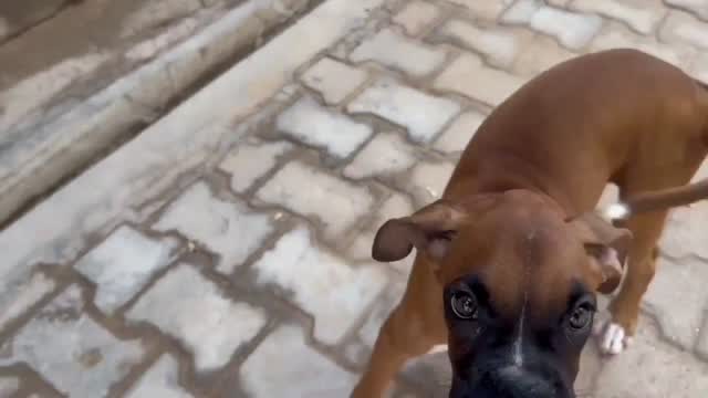 Boxer Puppy, farm video