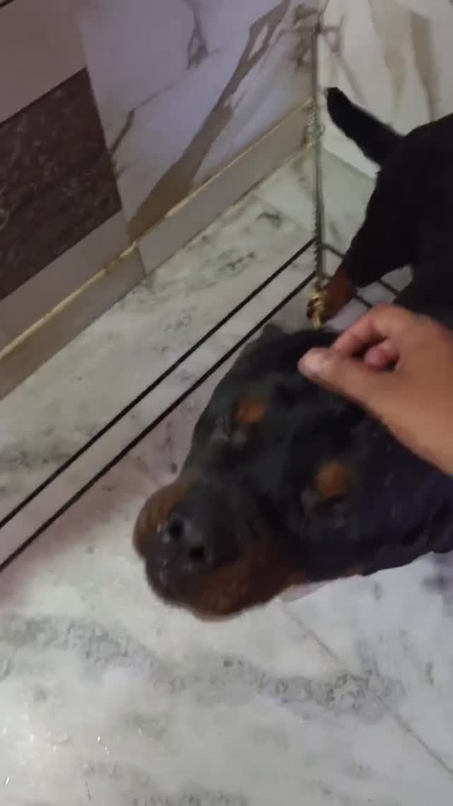 Rottweiler Puppy, farm video