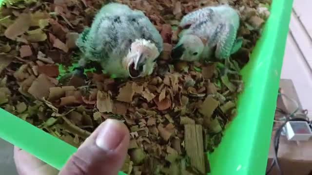 Sun Conure, farm video