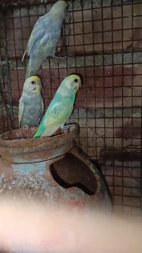 Budgies, farm video