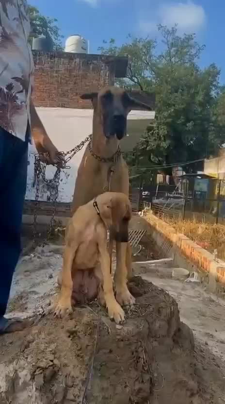 Great Dane Puppy, farm video