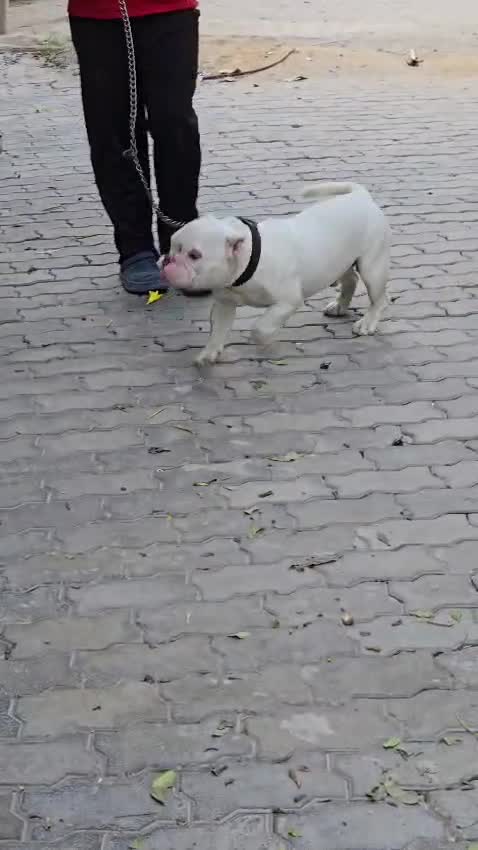 American Bully Pocket Size Puppy, farm video