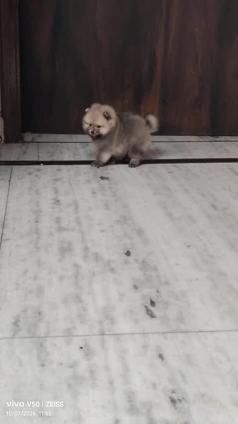 Golden Retriever, farm video