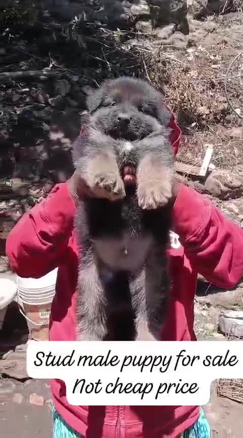 German Shepherd Puppy, farm video