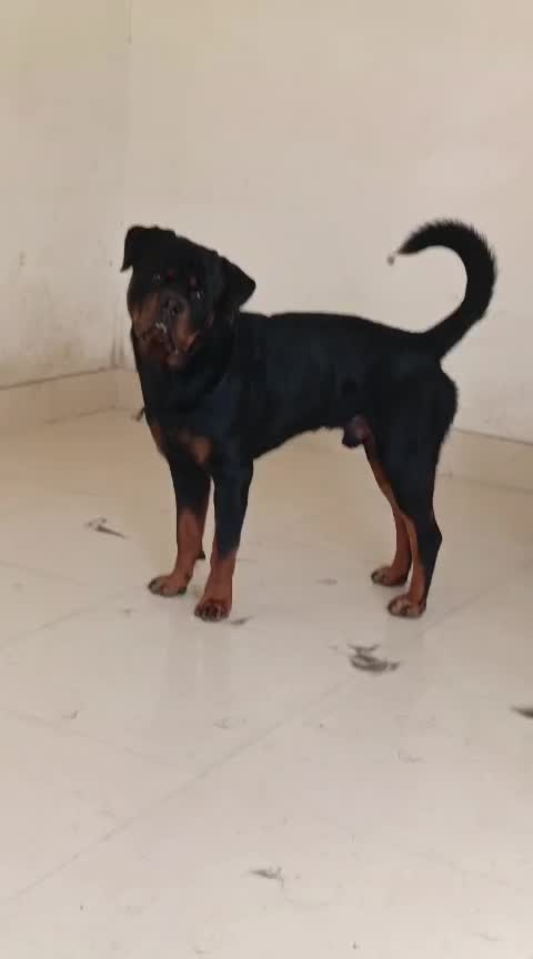 Rottweiler Puppy, farm video