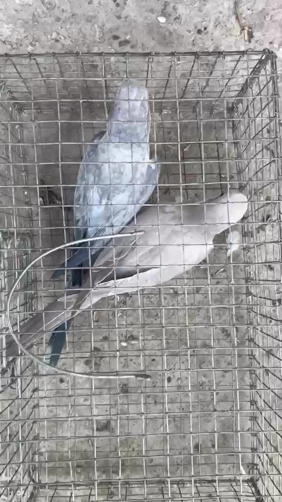 Yellow Monk | Lutino Quaker Parrot, farm video