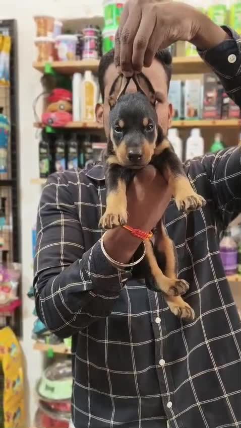 European Doberman Puppy, farm video