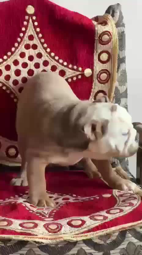 French Bulldog Puppy, farm video