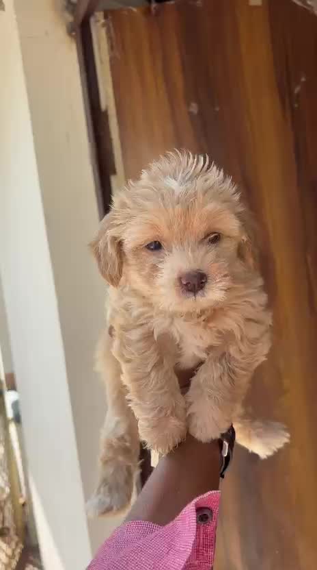 Lhasa Apso Puppies, farm video