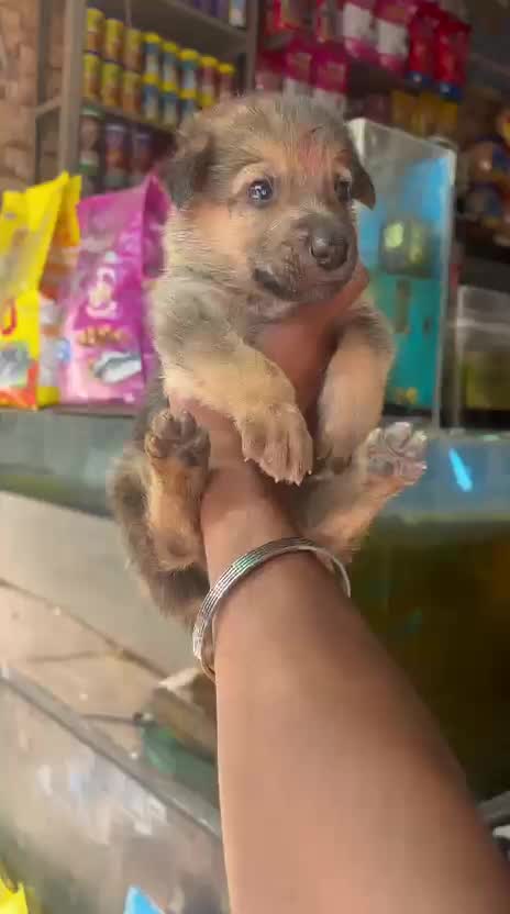 German Shepherd Puppy, farm video