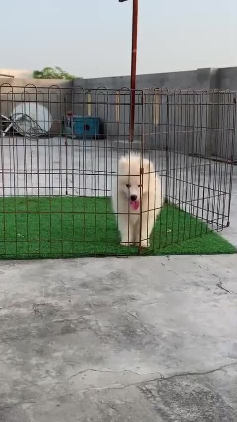 Samoyed Puppy | White, farm video