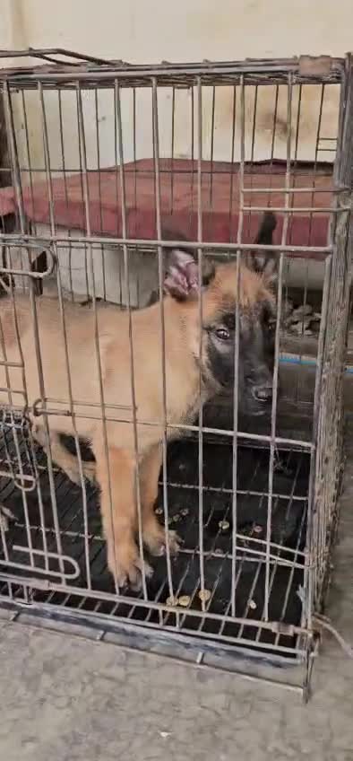 Belgian Malinois Puppy, farm video