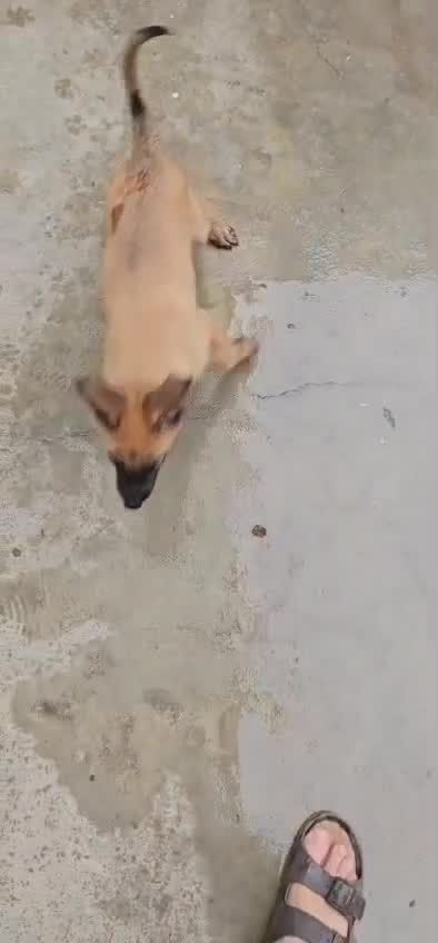 Belgian Malinois Puppy, farm video