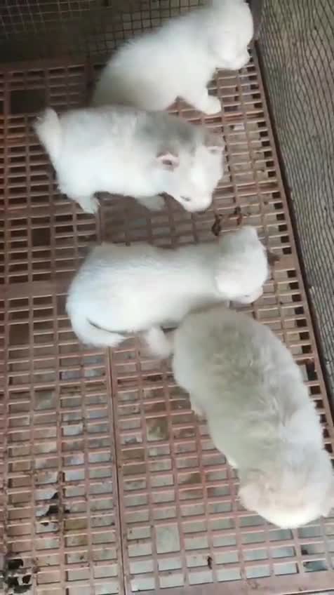 Pomeranian Puppy | Black Color, farm video
